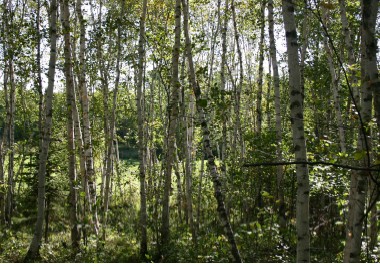 wooded lots